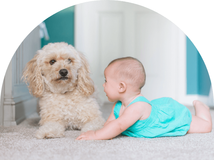 犬と赤ちゃん